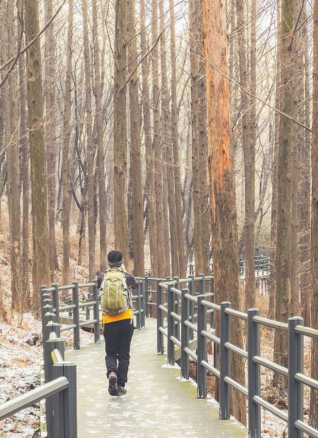 안산자락길메타세쿼이아
